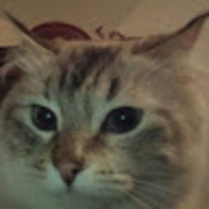 Meet your Posher, Julie